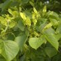 Tilia cordata 'Böhlje'